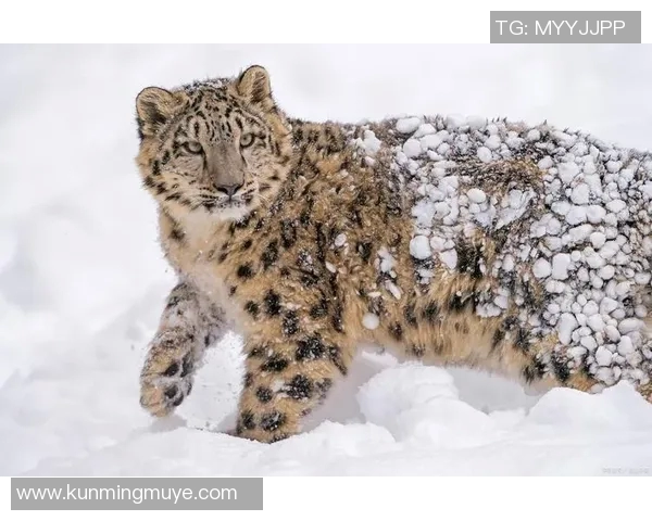 雪豹与美洲虎的生存之争:谁才是野生动物界的真正霸主 雪豹与美洲虎的生存之争:谁才是野生动物界的真正霸主