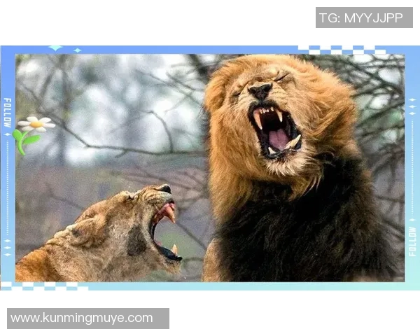 南墨尔本与布琳狮子激战正酣谁能在这场对决中笑到最后